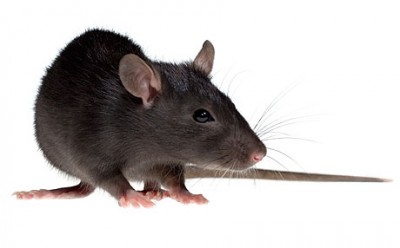 Chuột – Nguyên nhân chính làm hư hỏng máy cắt decal